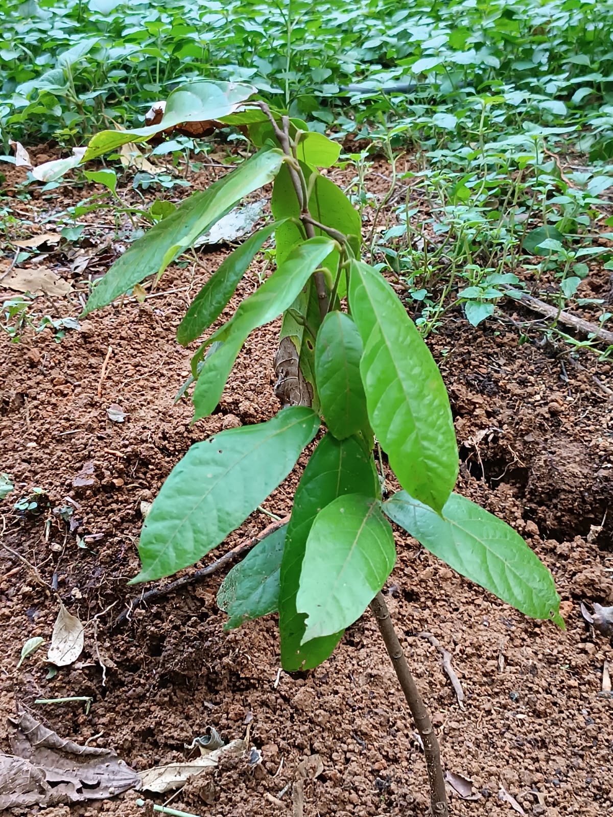 Caminhos do Sertãozinho em Amparo continua dando bons frutos