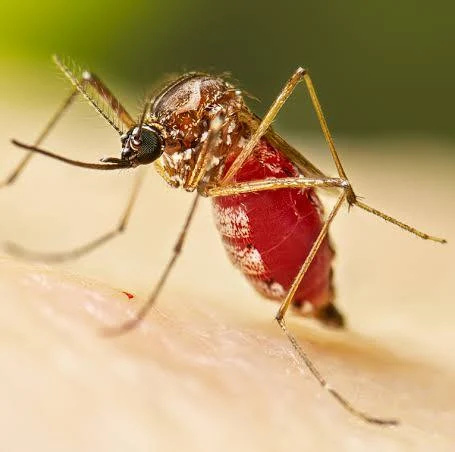 Amparo contra o mosquito: Saúde reforça ações de prevenção à dengue